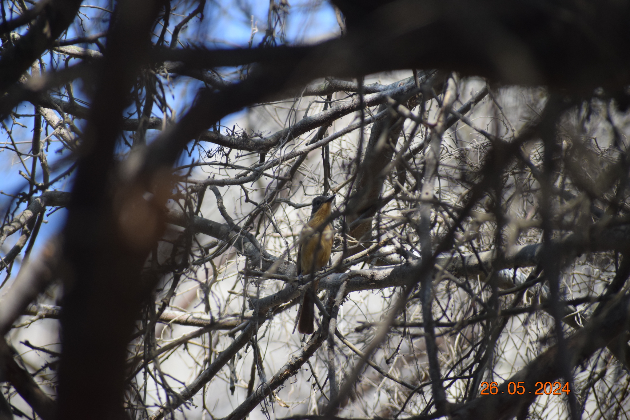 Rufous Flycatcher (Myiarchus semirufus), photo 5