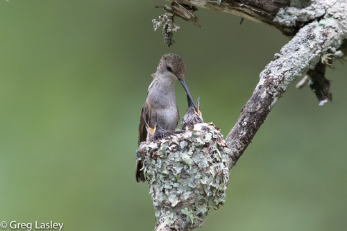 Black-chinned Hummingbird, photo 3 of 10