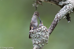 Black-Chinned Hummingbird photo 5