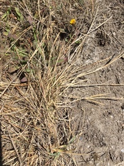 Agrostis blasdalei