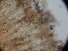 Intralichen christiansenii