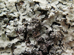 Nesolechia oxyspora oxyspora