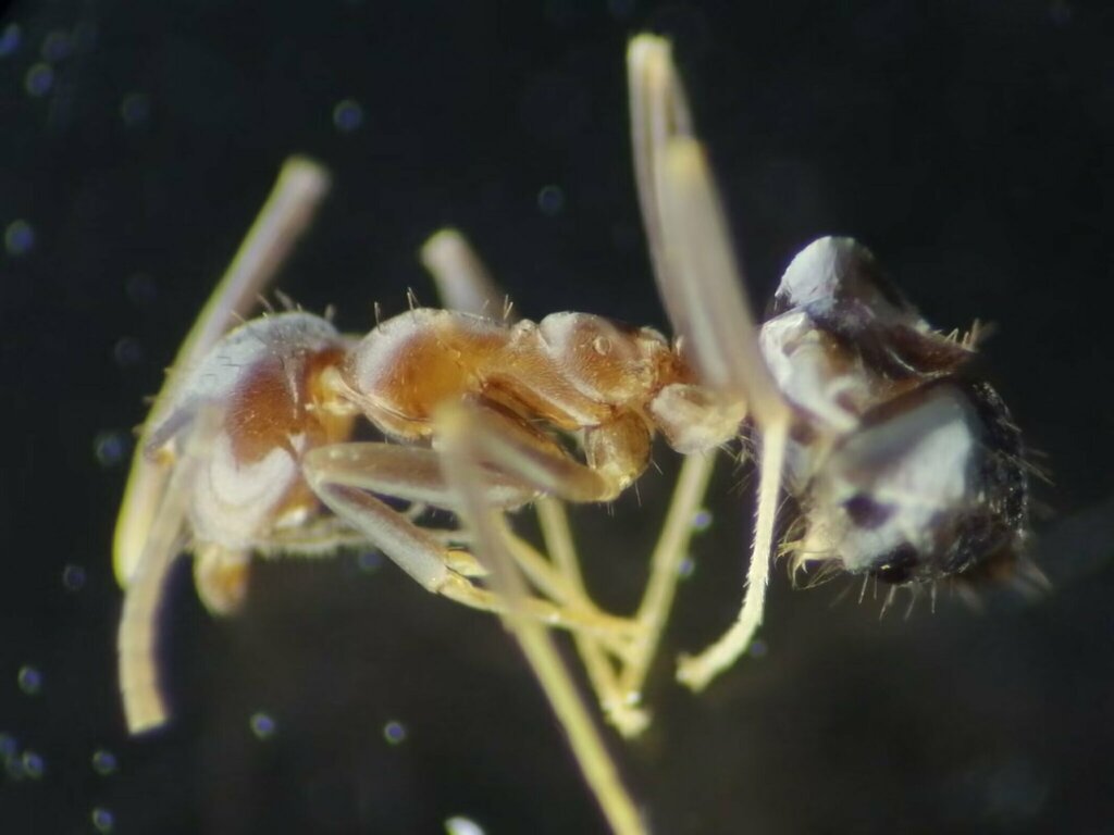 Nylanderia opisopthalmia