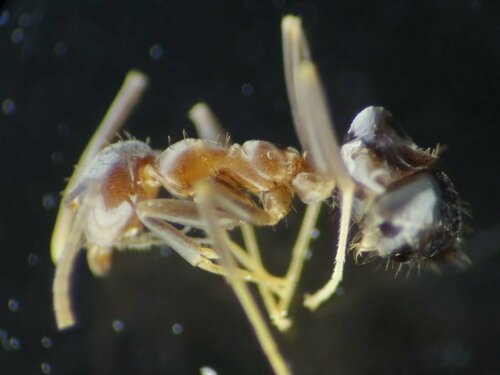 后眼尼氏蚁Nylanderia opisopthalmia