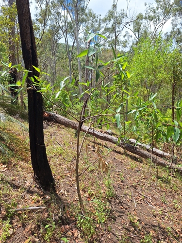Image of Ficus opposita by (c) Kirsten Bywater, some rights reserved (CC BY-SA)