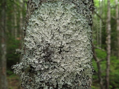 Nesolechia oxyspora oxyspora