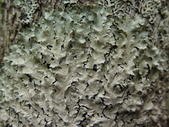 Nesolechia oxyspora oxyspora