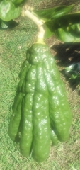Citrus medica sarcodactylis