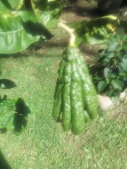 Citrus medica sarcodactylis