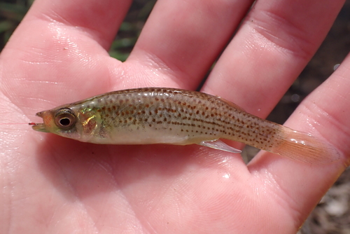 Bayou topminnow (Fundulus nottii) — Fundulidae — 3