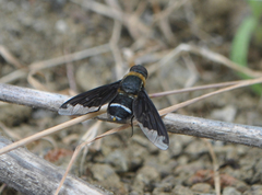 Hemipenthes velutina
