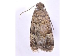 Paromphale caeca