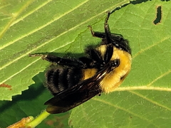 Bombus griseocollis