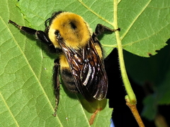 Bombus griseocollis