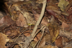Taygetis nympha