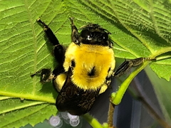 Bombus griseocollis