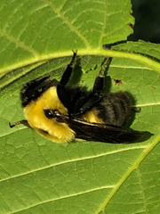 Bombus griseocollis
