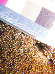 Galaxea fascicularis