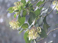 Palicourea lineariflora