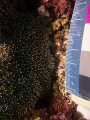 Galaxea fascicularis