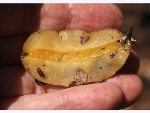 Caribbean Leatherleaf Slug