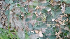 Hyla eximia