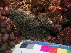 Galaxea fascicularis