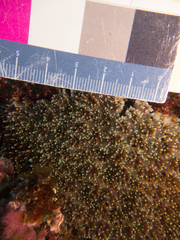 Galaxea fascicularis