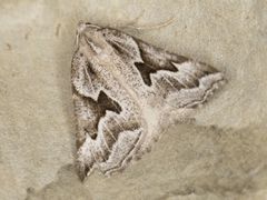 Plataea californiaria