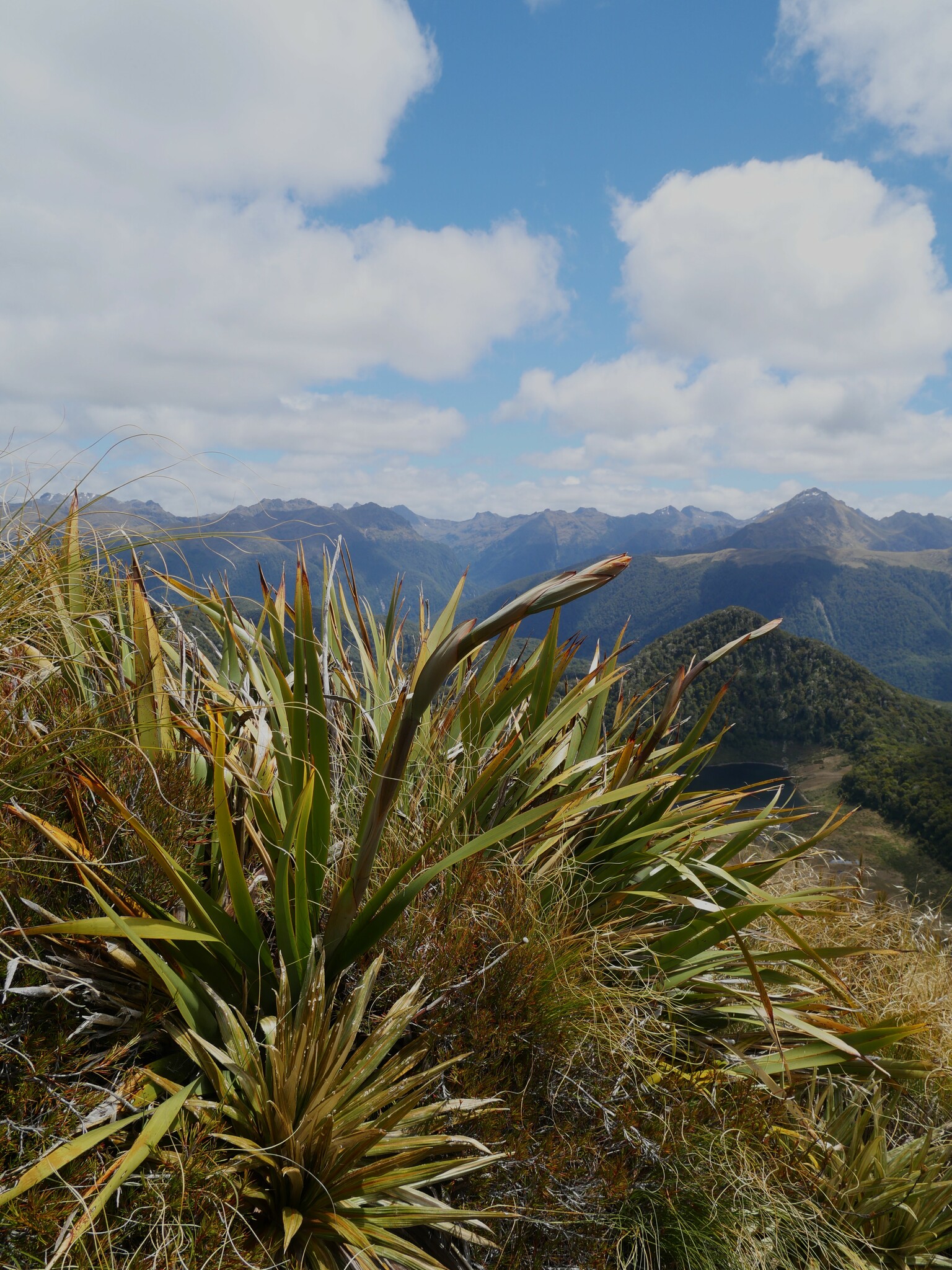 Phormium