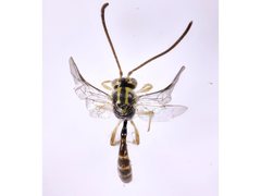Brachycyrtus