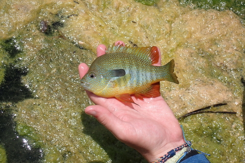 Plains Longear Sunfish
