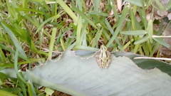 Hyla eximia