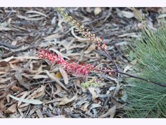Grevillea dryandri