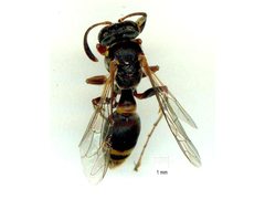 Ammatomus