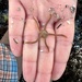 Ophioplocus esmarki