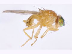 Chyromyidae