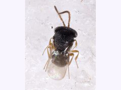 Platygastridae