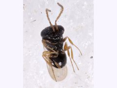Platygastridae