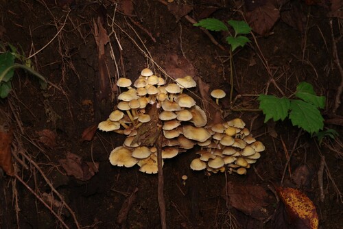Hypholoma subviride