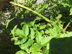 Aralia hispida