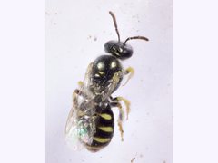 Ceylalictus perditellus