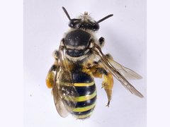 Nomia rubroviridis