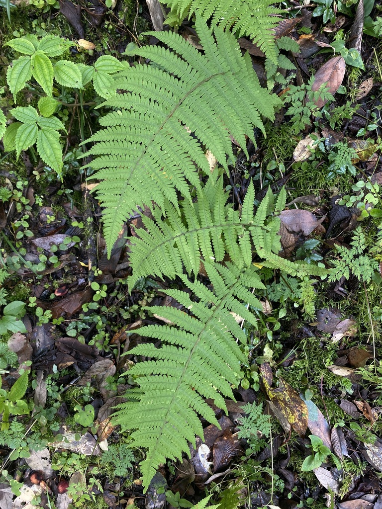 Deparia wilsonii