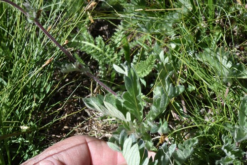 Potentilla gracilis var. owyheensis