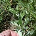 Potentilla gracilis owyheensis - Photo (c) Bob Sweatt,  זכויות יוצרים חלקיות (CC BY-NC), הועלה על ידי Bob Sweatt