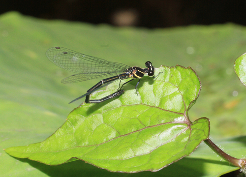 Marsh Dancer photo 2