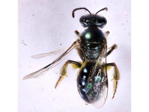 Lasioglossum dampieri