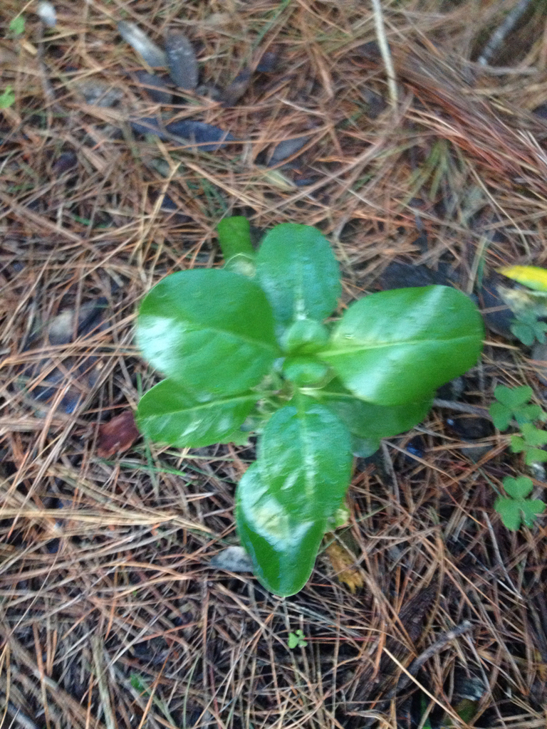 Coprosma repens, Charles Plimmer Park, Mount Victoria, Wellington, NZ