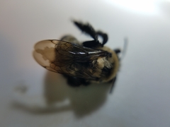 Anthophora bomboides